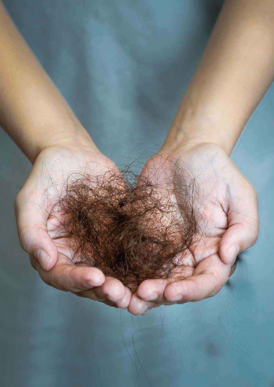 Female hands holding a bunch of dead hair follicles isolated close up 